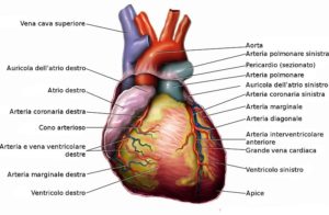 Anatomy of the human heart, in English, by Ties van Brussel / http://www.tiesworks.nl